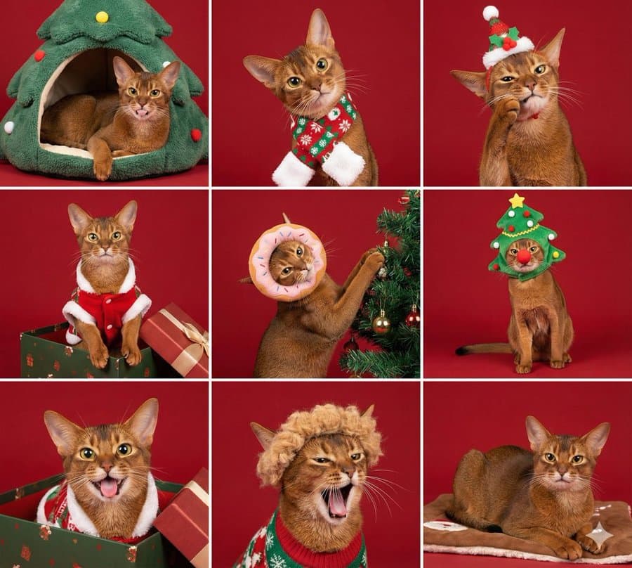 Christmas Pet Grid